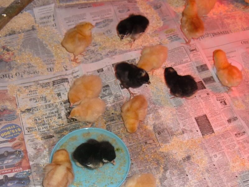 ChickenCoop012-1.jpg