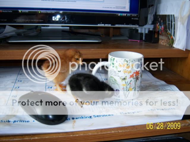 100_1465.jpg