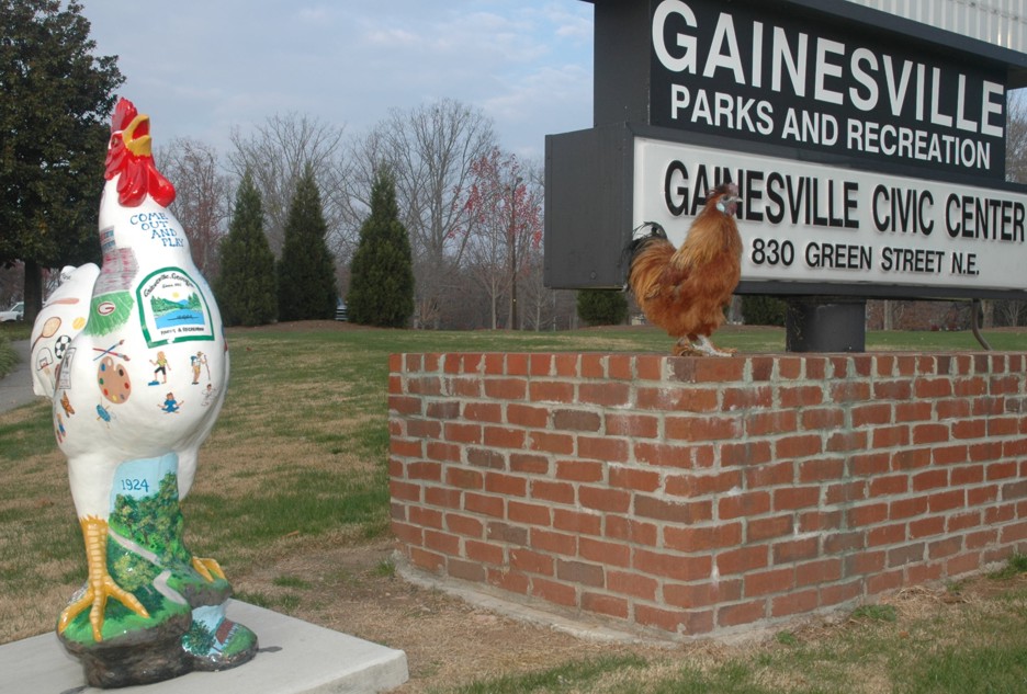 chicken_7514.jpg