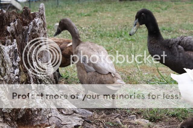BonnietheBeak001.jpg