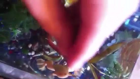 6fd09315.mp4