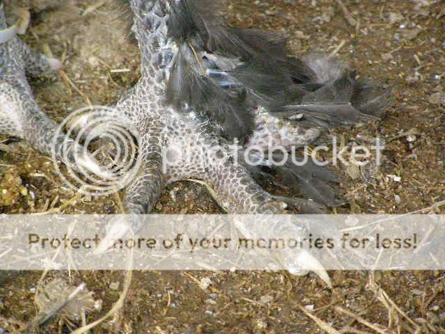 Marans004-1.jpg