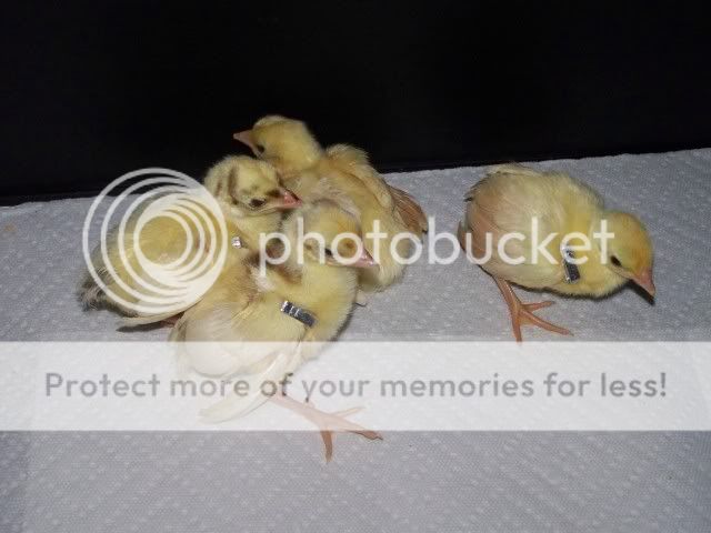 peachicks007-1.jpg
