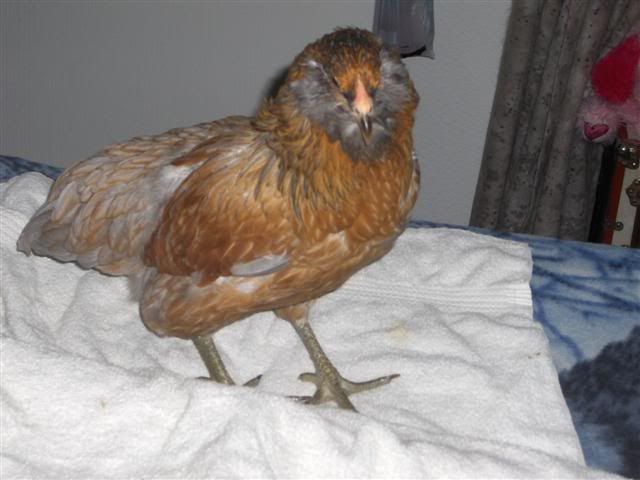 HPIM3160Small.jpg