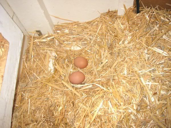 Feb252009TwoEggsemail.jpg