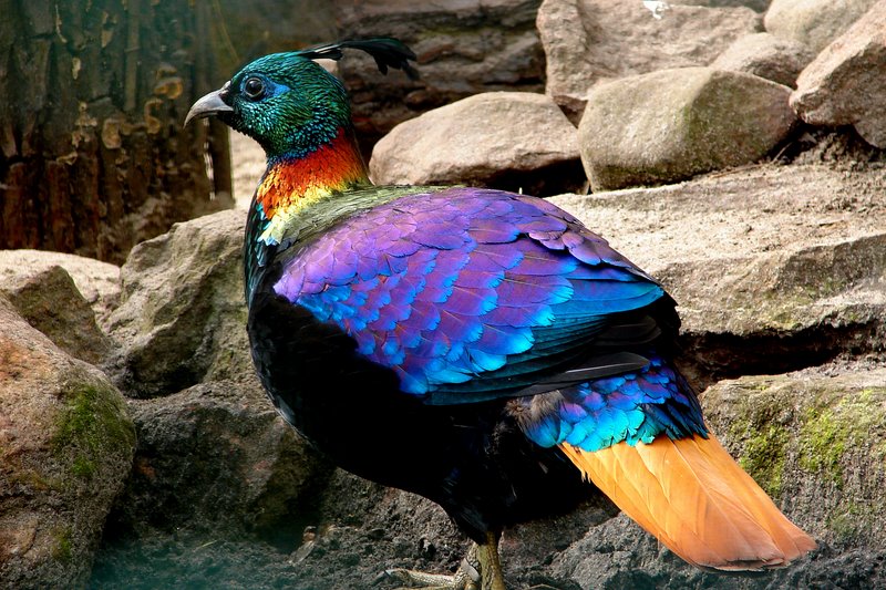 himalayan_monal2.jpg