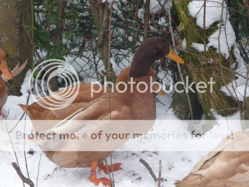 mysteryduck.jpg