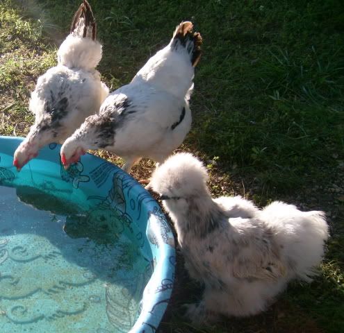 flock019.jpg