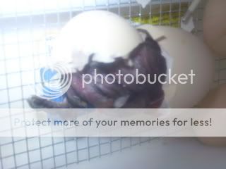 hatching12-6-07011.jpg