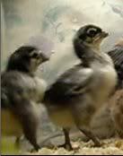 BabyChick-006.jpg