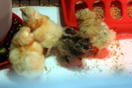 Febhatch1.jpg