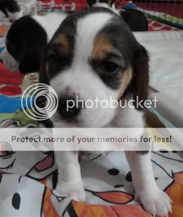 puppy2Graciegirl3weeks.jpg