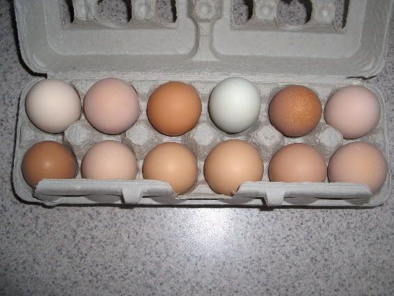 Eggs.jpg
