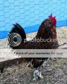 MFdUcCock.jpg