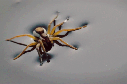 tumblr_nrw6uggUjw1tpri36o1_500.gif