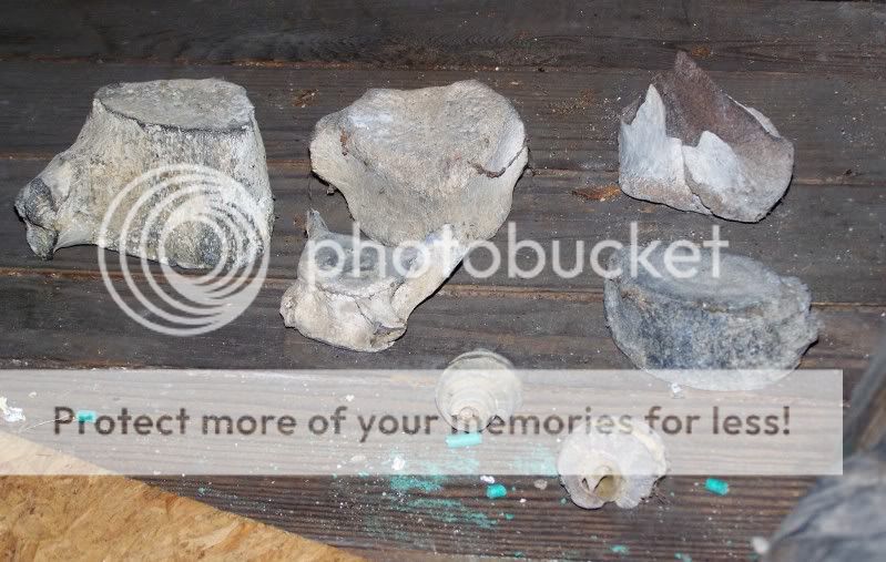 fossils6.jpg