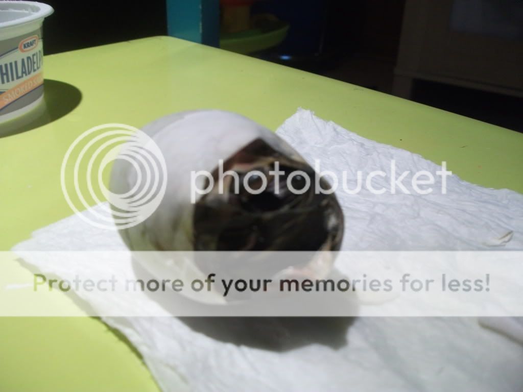 DSCF3170.jpg