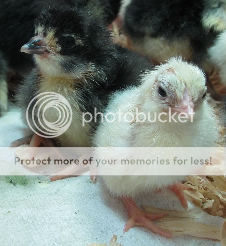 chicks10055.jpg