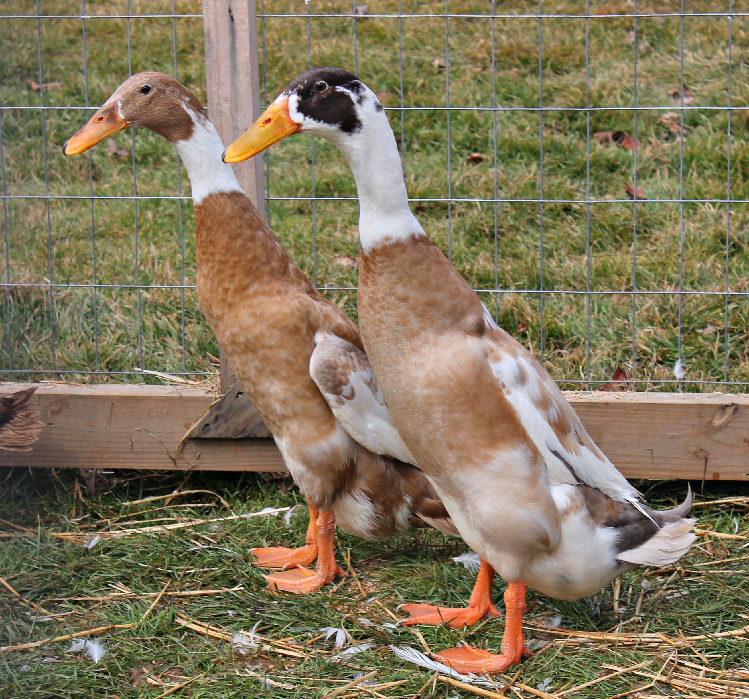 Fawn and white Indian runner pair | Runner ducks, Pet birds, Duck