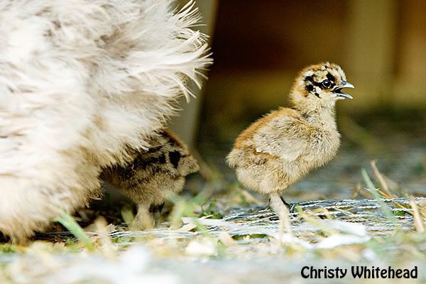 Oct18Chickens6859LRCW.jpg