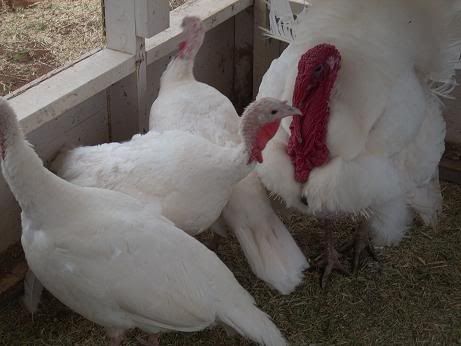 turkeypictures004.jpg