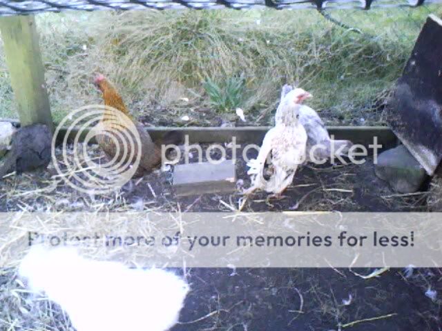 IMG0102A.jpg