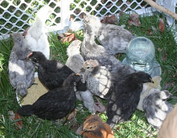 chicksout.jpg