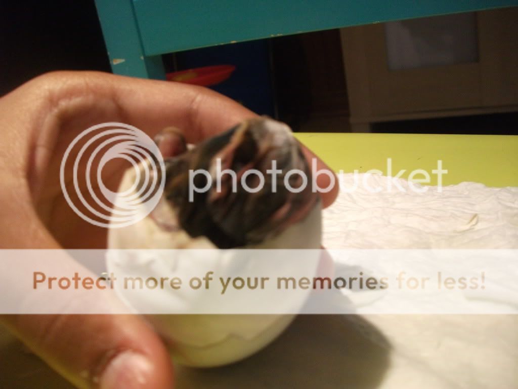 DSCF3171.jpg