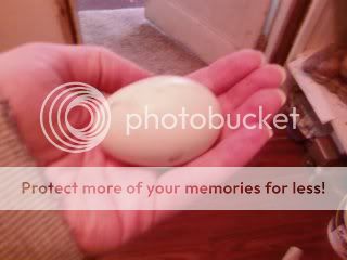 Egg.jpg