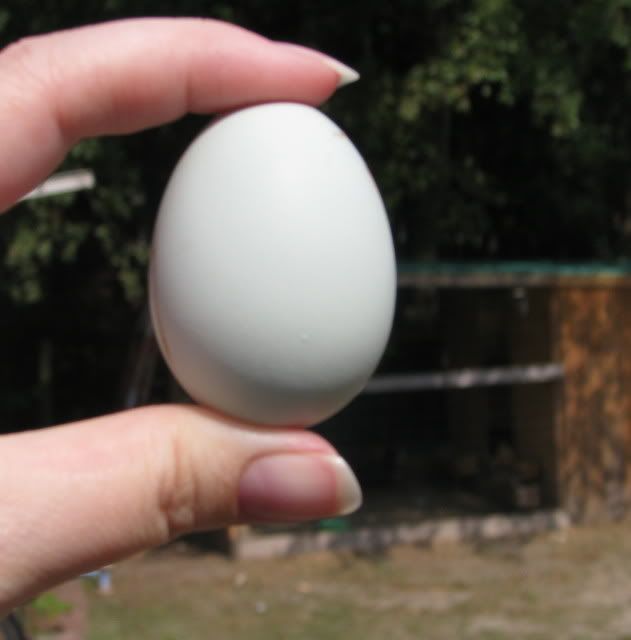 1stblueegg.jpg
