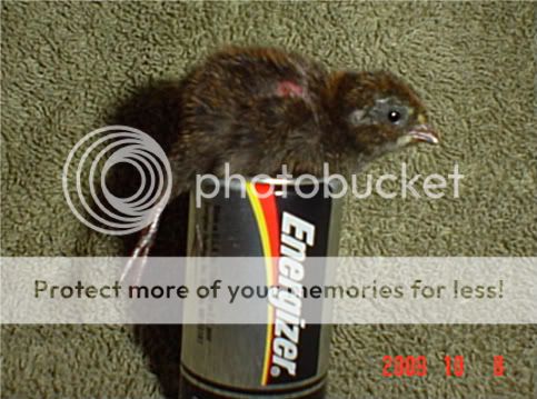100809004.jpg