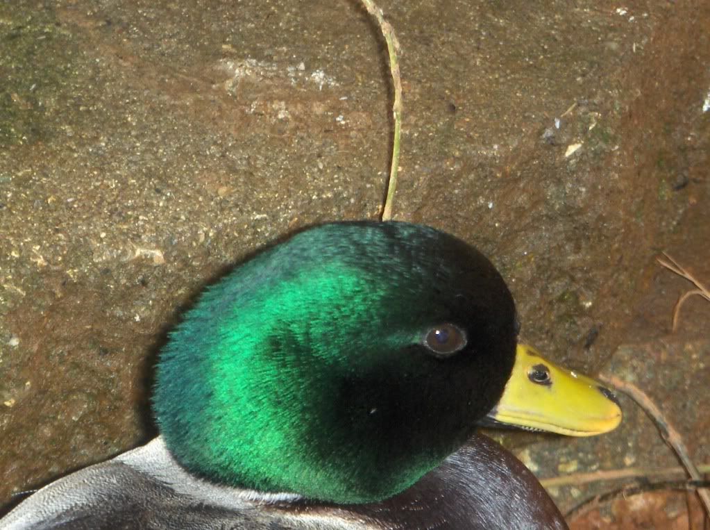 Birds016.jpg