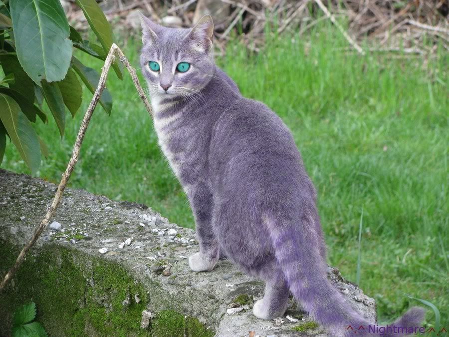 Minkpaw.jpg