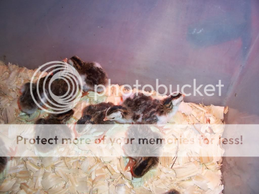 100_3635.jpg