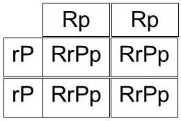 Gene combinations resulting from mating a chicken that breeds true for pea comb with one that breeds true for rose comb