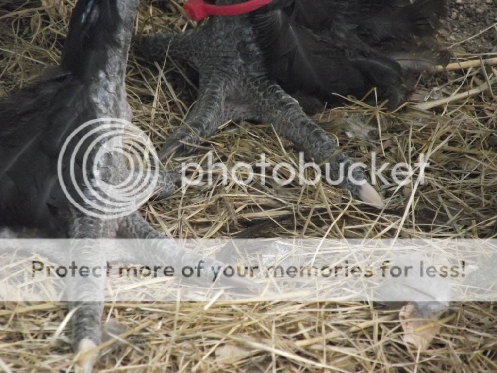 DSCF3703.jpg