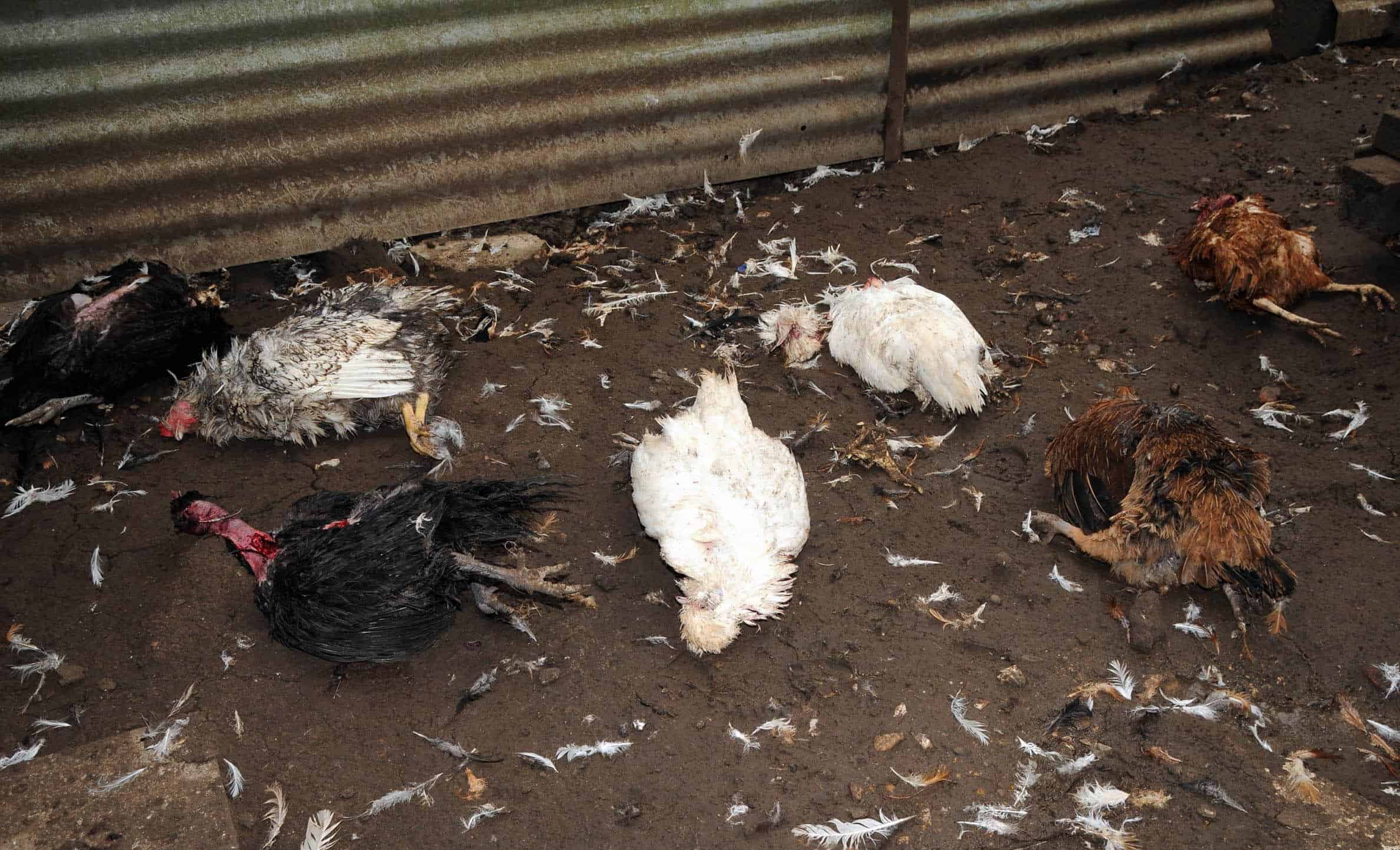 protecting-chickens-from-hawks-2.jpg