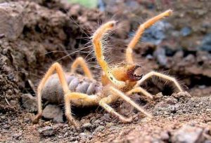 wind-scorpion-300x204.jpg