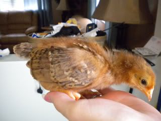 brownhen.jpg