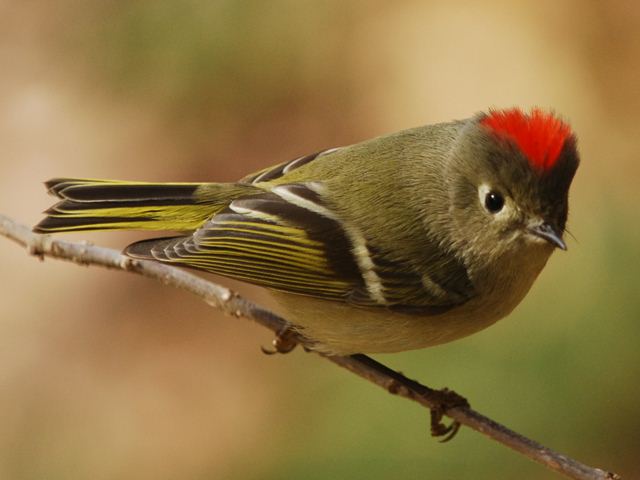 Ruby-crowned+Kinglet+2010-12-02+Budnitz.jpg