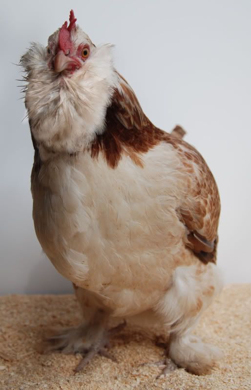 Mariefull.jpg