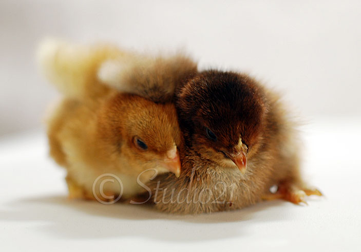 PartridgeCochinHug.jpg