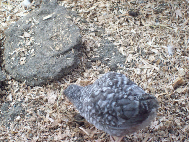 100_3641.JPG