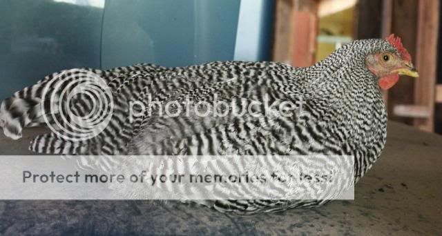 _MG_2436.jpg