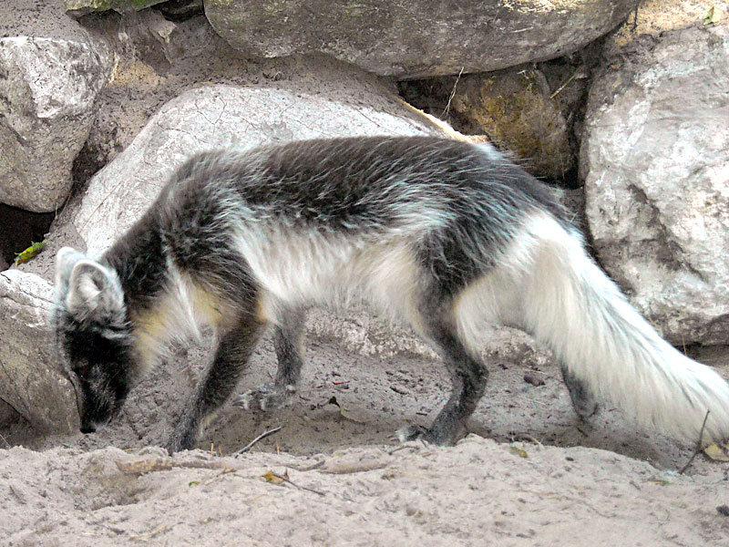 arctic-fox-summer-color.jpg