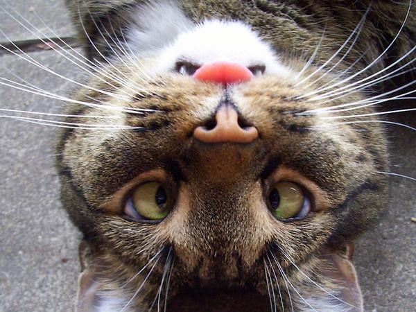 angrybunnycat.jpg