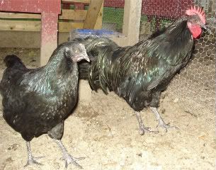 Tomarucockandpullet6-15-11.jpg