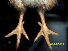 3426525995_deeb2bcd61_m.jpg