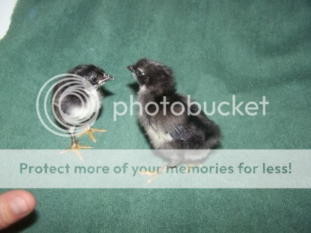 Orderhatched013.jpg