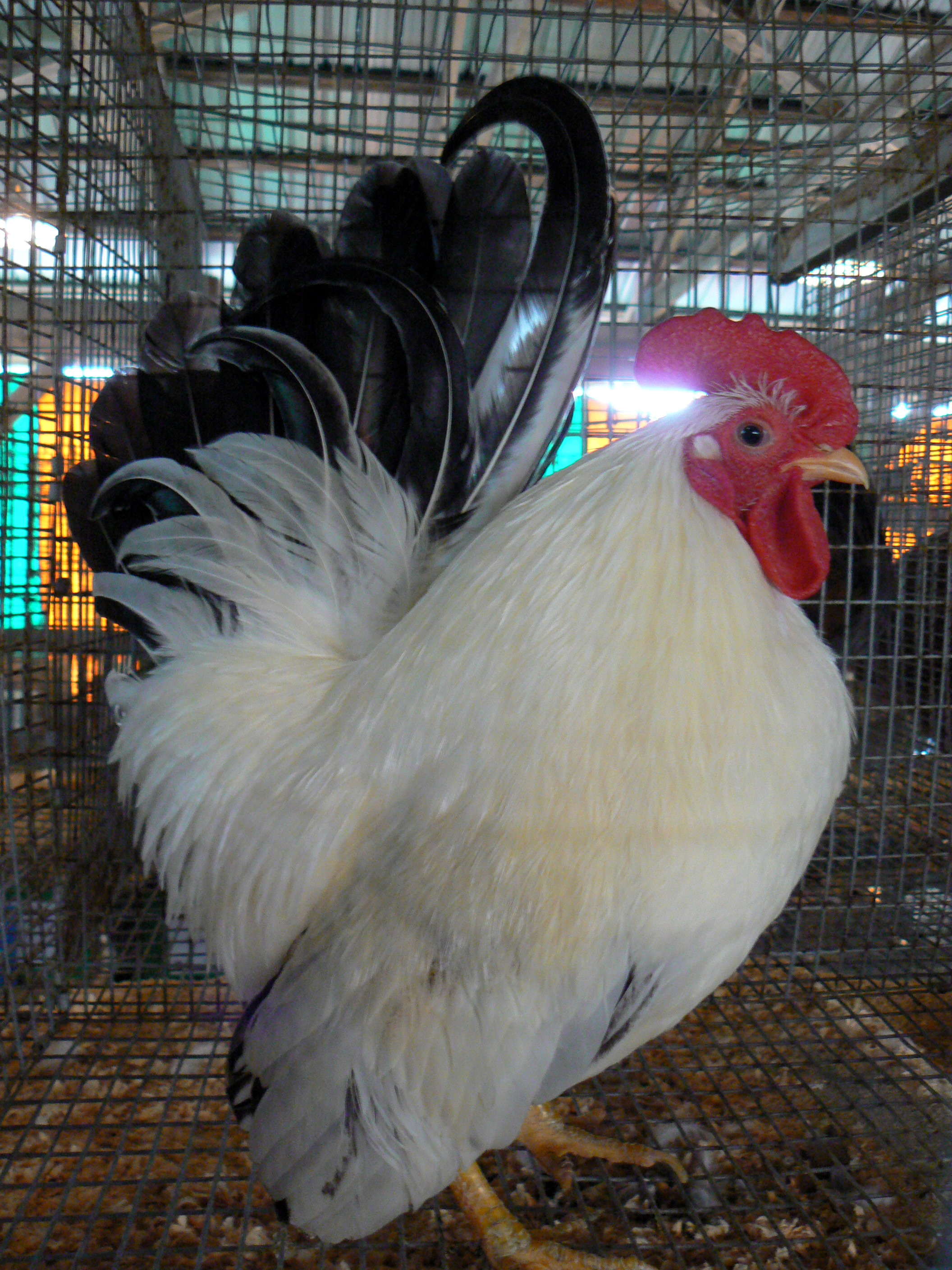 Japanese_Bantam_rooster.jpg